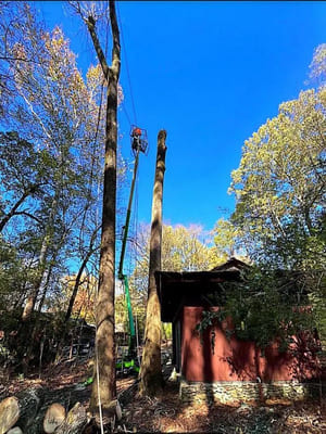Tree trimming in Somerville TN