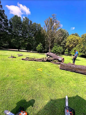 Tree trimming in Memphis TN