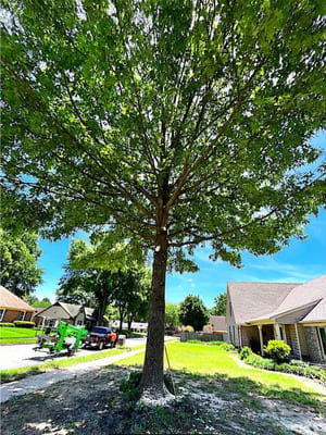 Tree Removal in Somerville TN