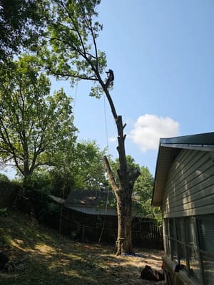 Tree Removal in Memphis TN
