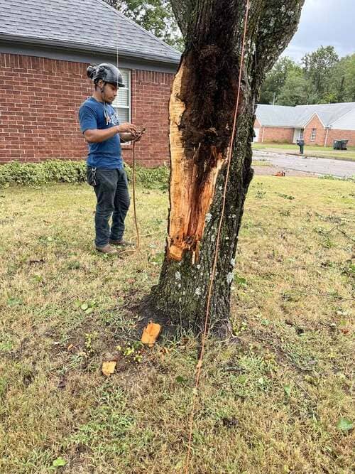 tree care in Memphis TN