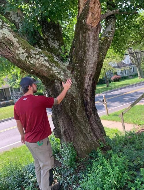 Tree Services in Berks County, PA
