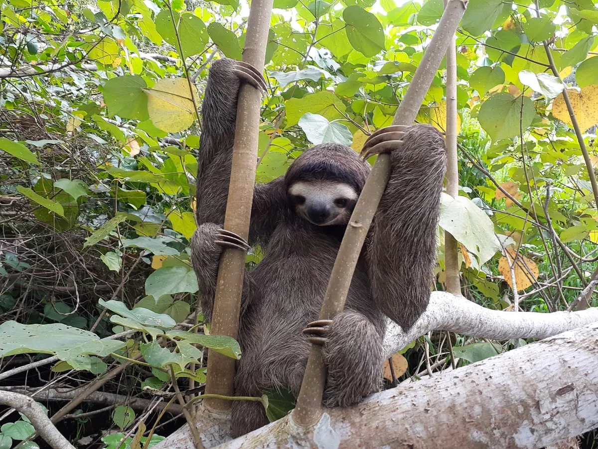 Sloth in the canopy at Bird Island