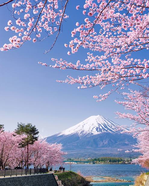 Cherry blossom trees framing a mountain landscape