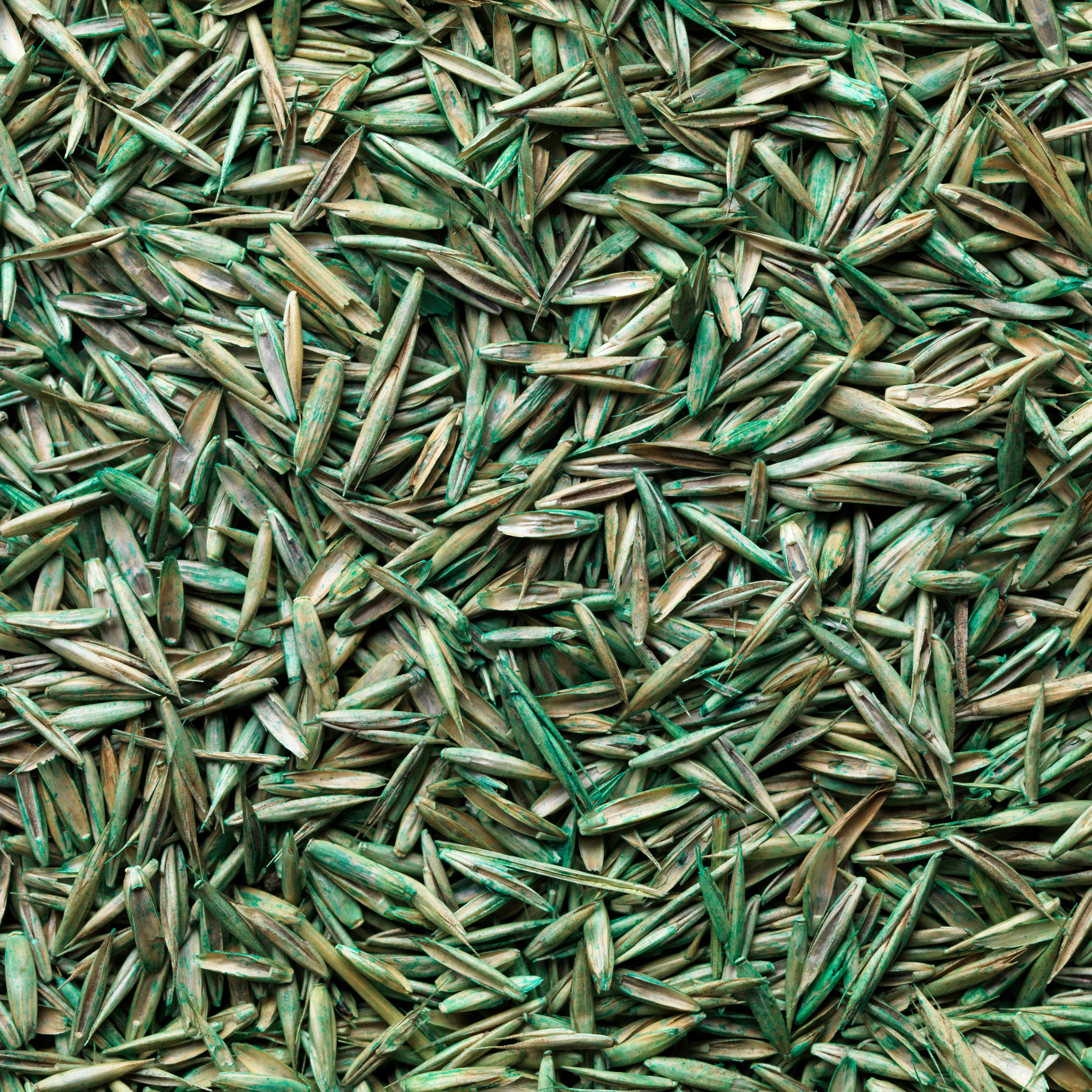 Close-up of grass seed used for overseeding a lawn