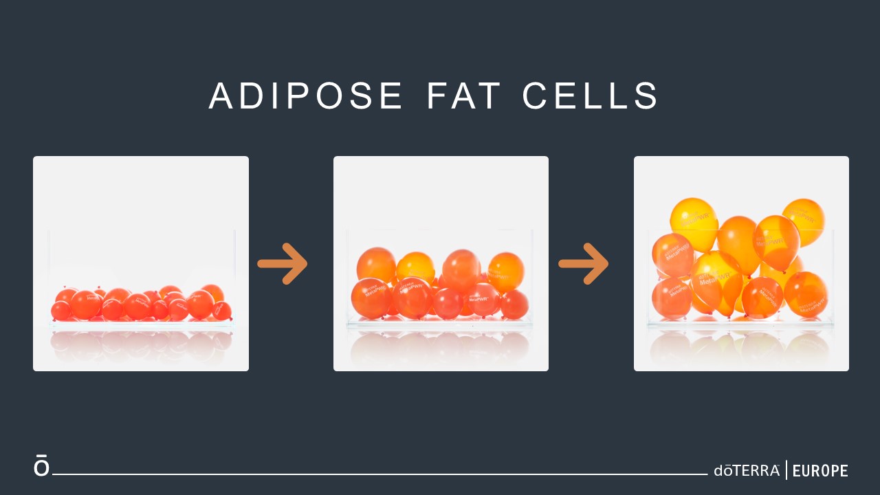 burn fat, fat cell, fat cell growth, metabolism, essntial oils and weight gain, essntial oils and wight management, aromatherapy and weight, manage wieght, manage metabolism, manage glucose level, mange diabetes, support insulen