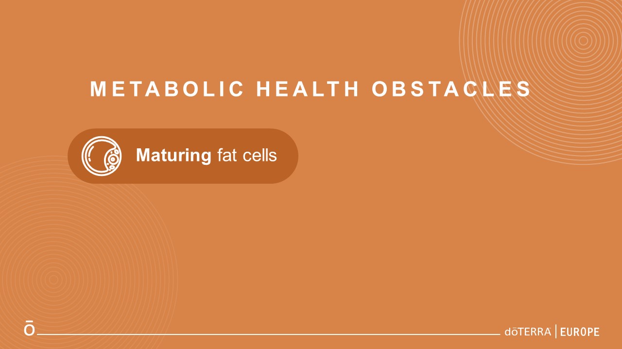 fat cells