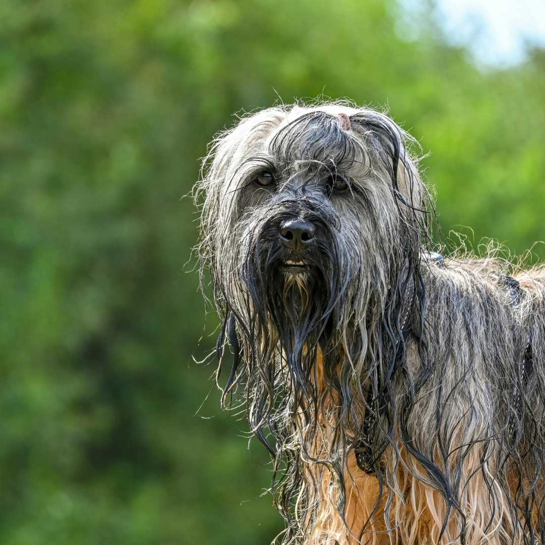 wet dog smell wet dog smell
