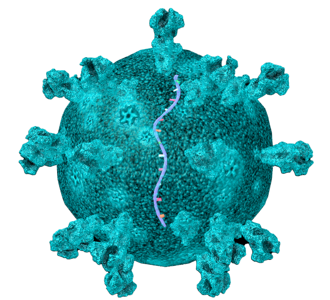 Corona, a virus microbe