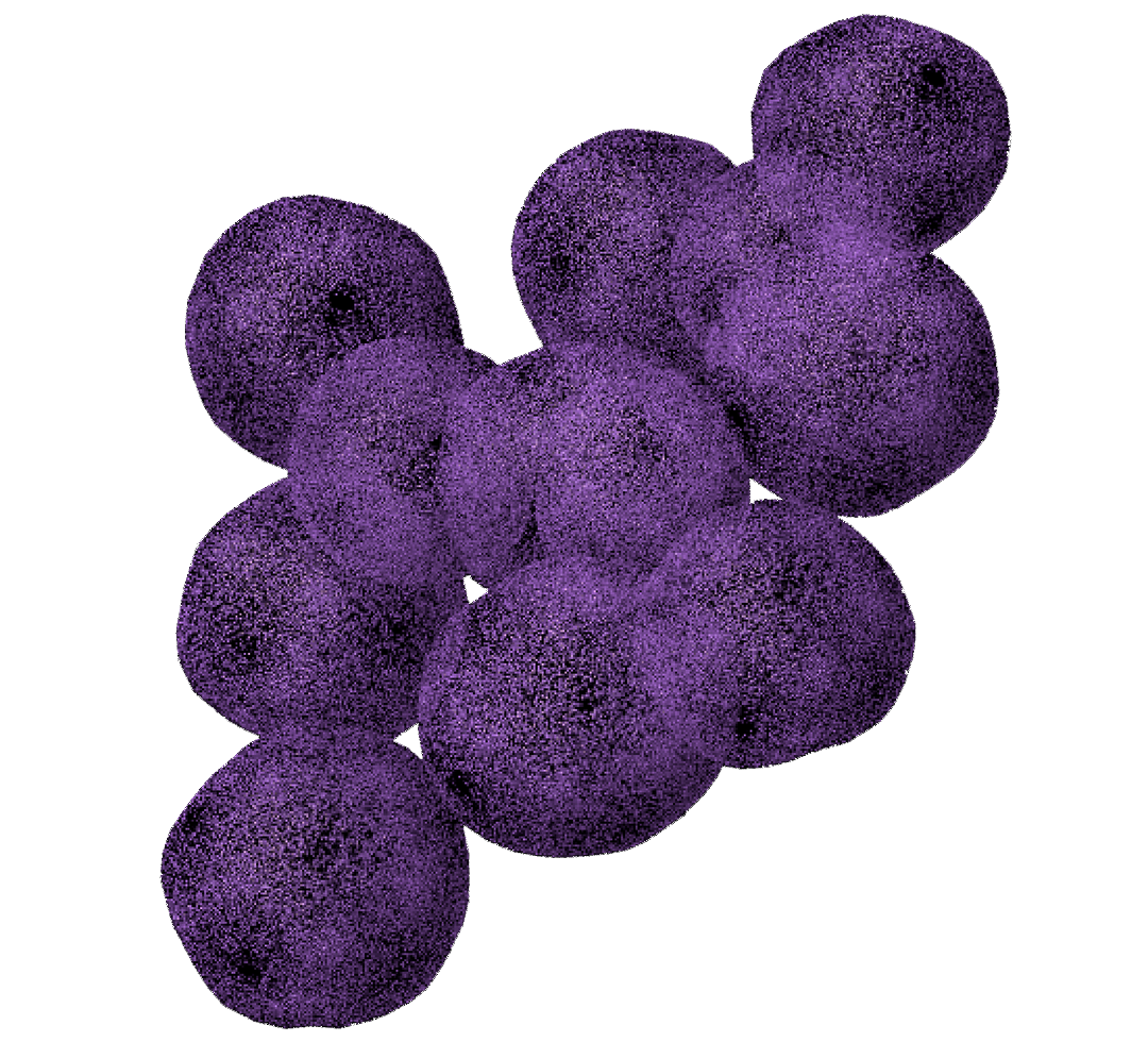 Staph, a bacterium microbe
