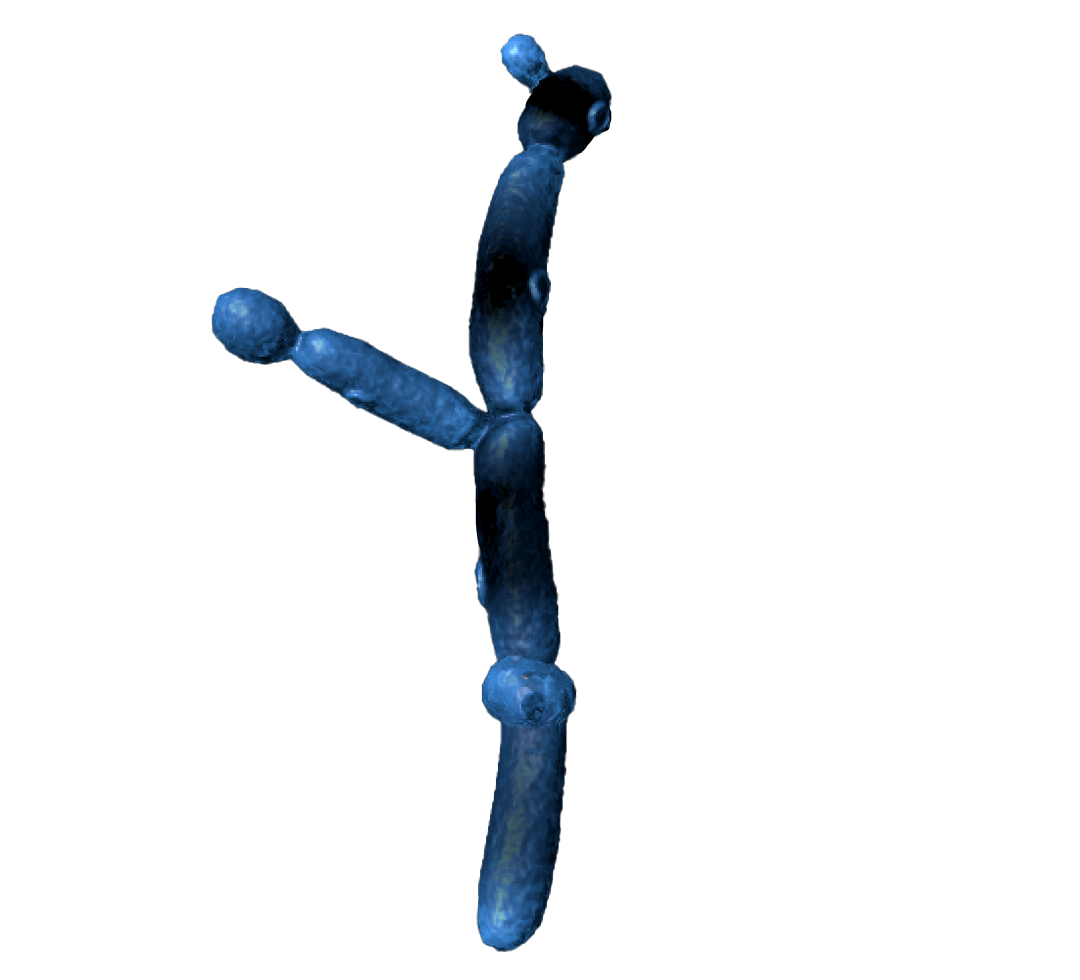 Candida, a fungus microbe
