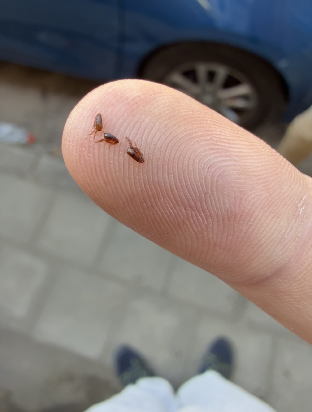 Een vlo op een vinger