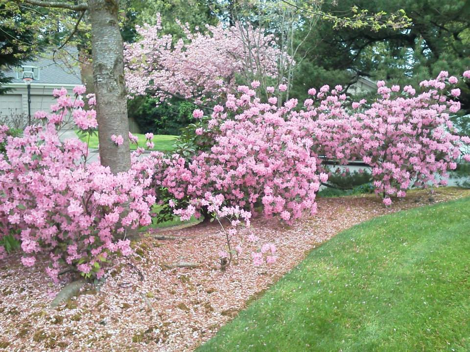 Beautifully maintained landscape