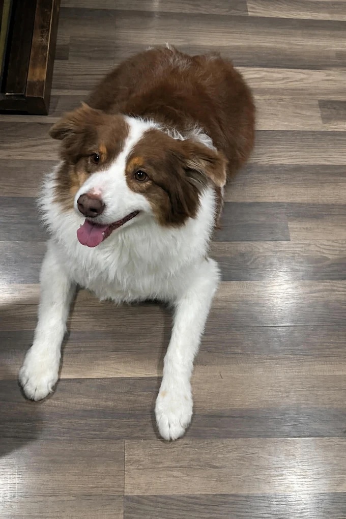 Happy dog 7