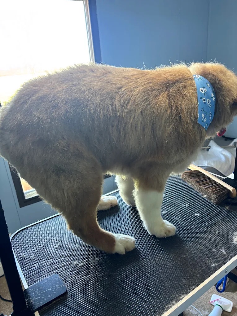 Happy dog 9