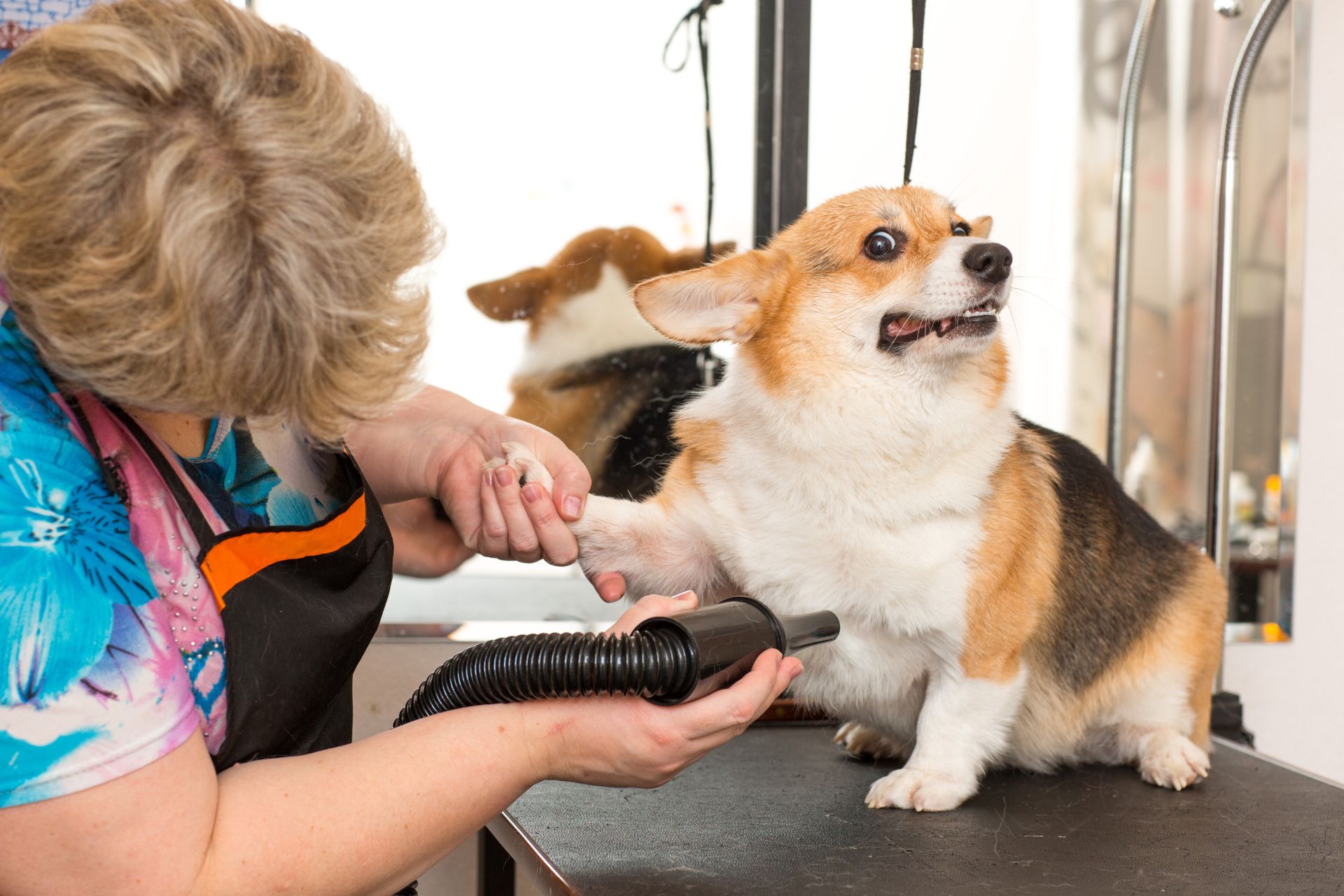 Grooming services in Mount Sterling