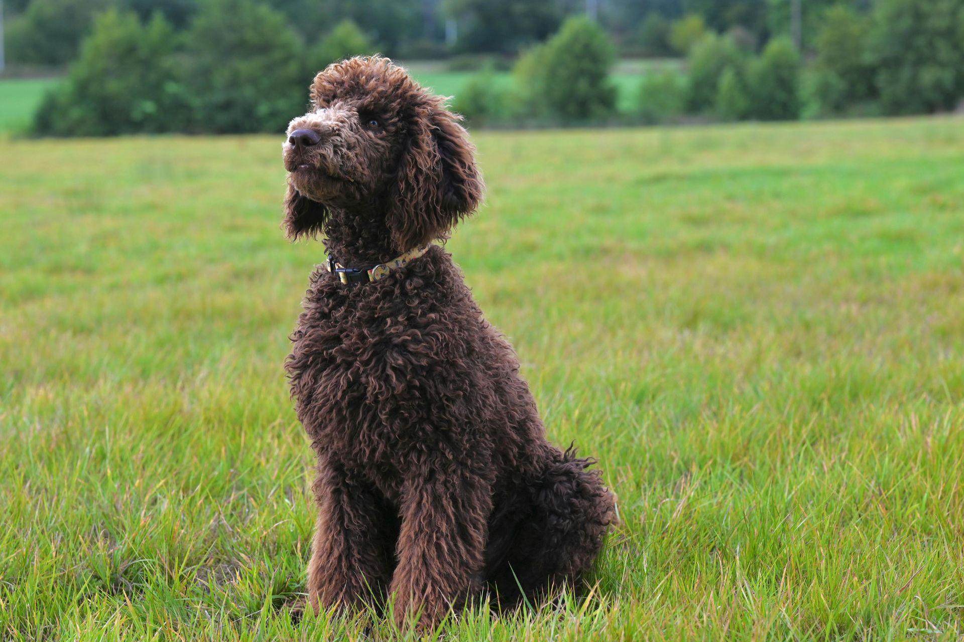 Grooming services in Harrisburg