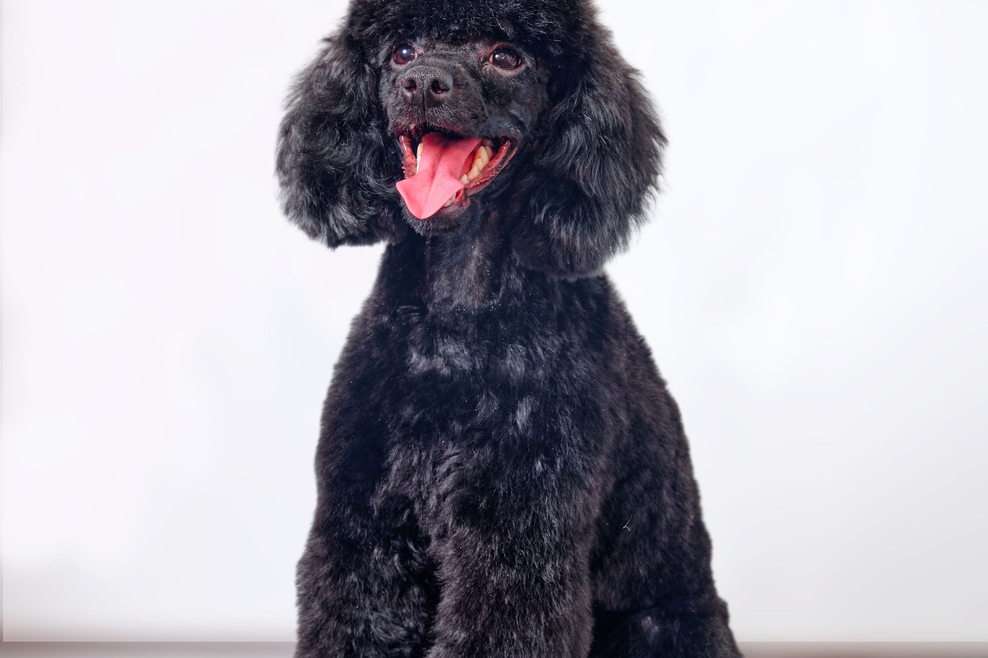 Grooming services in Obetz