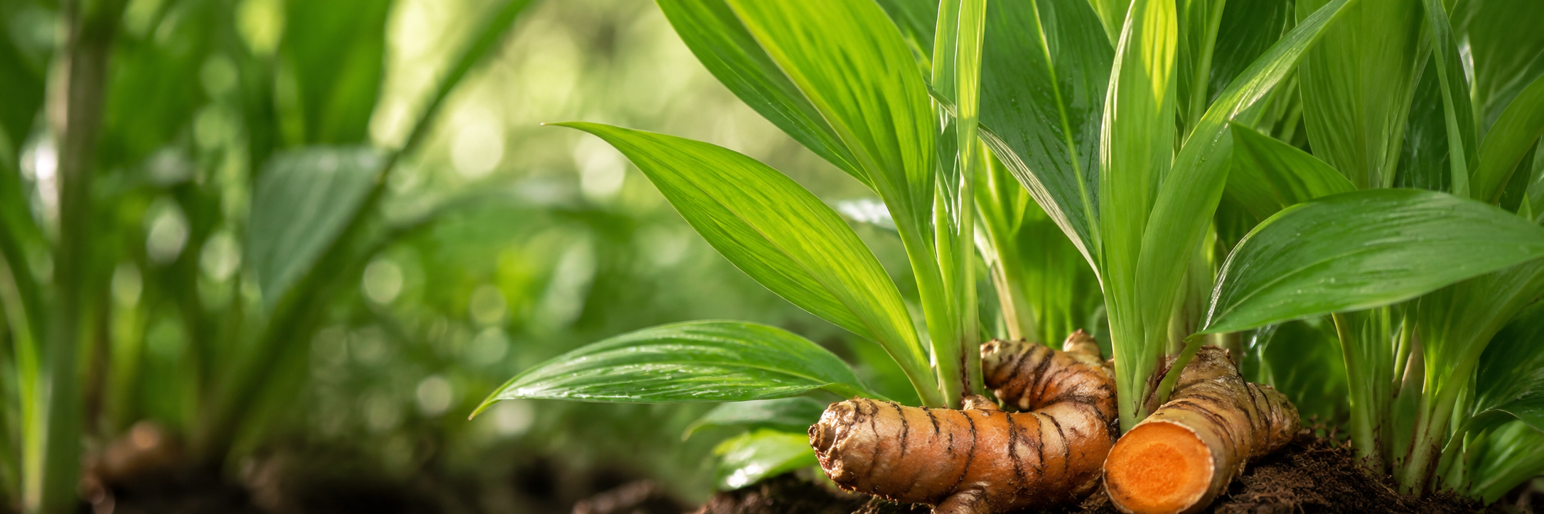 Turmeric Extract