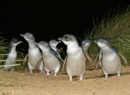 Oamaru Blue Penguins
