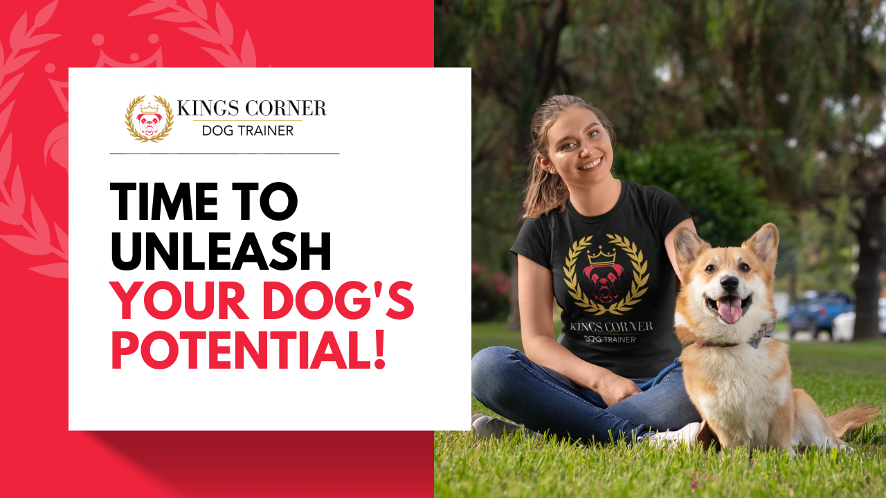 Professional Dog Training Las Vegas King's Corner Dog Trainer