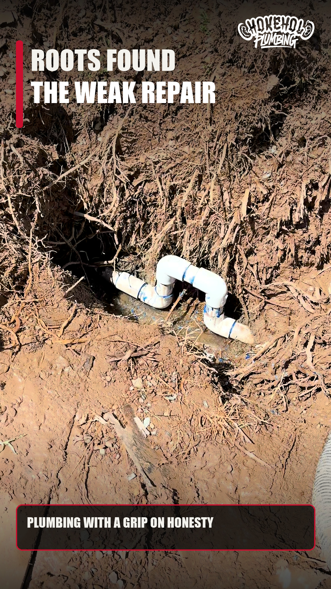 Roots found at the failed repair by Chokehold Plumbing