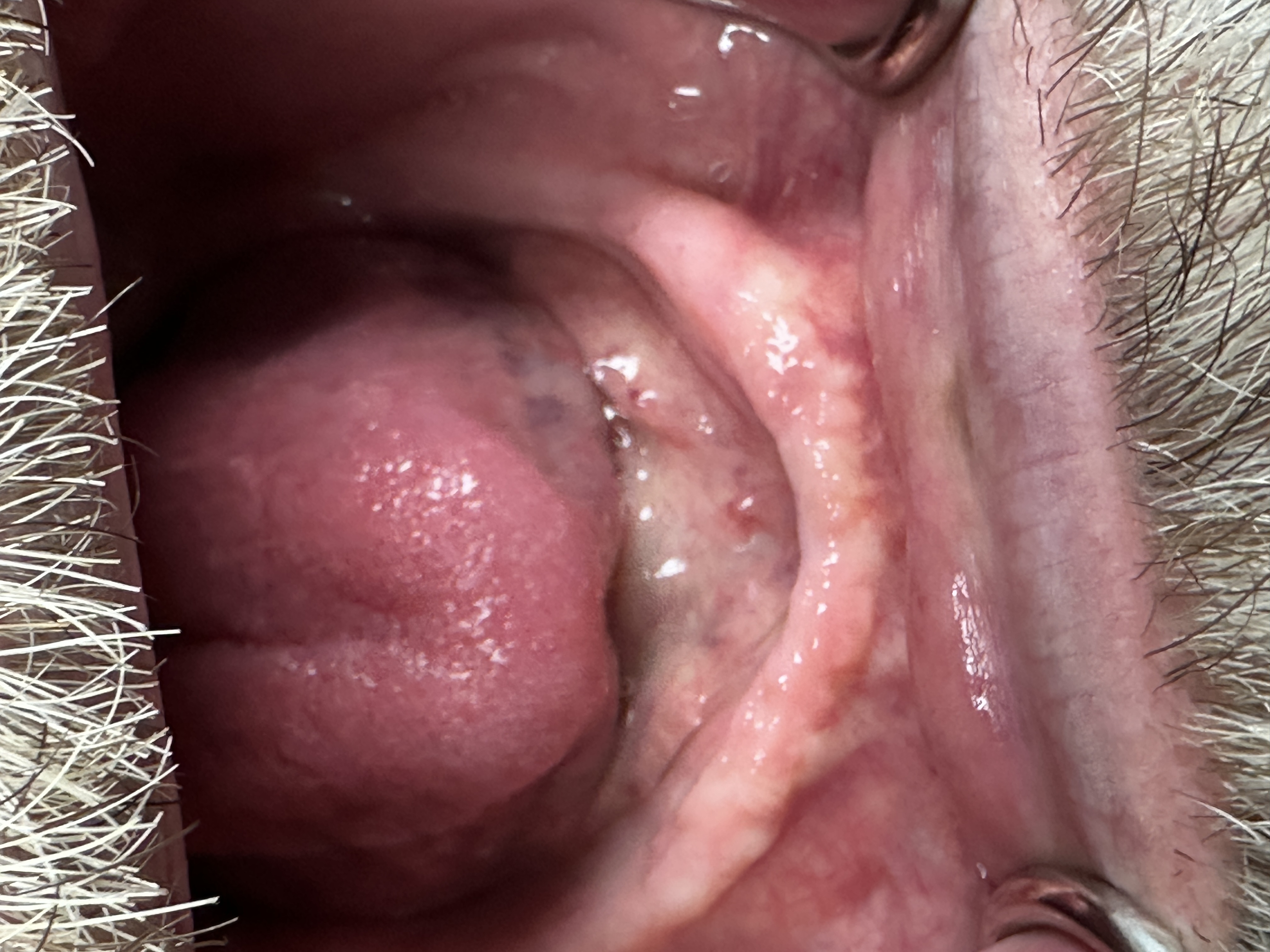 Robotic case before 2