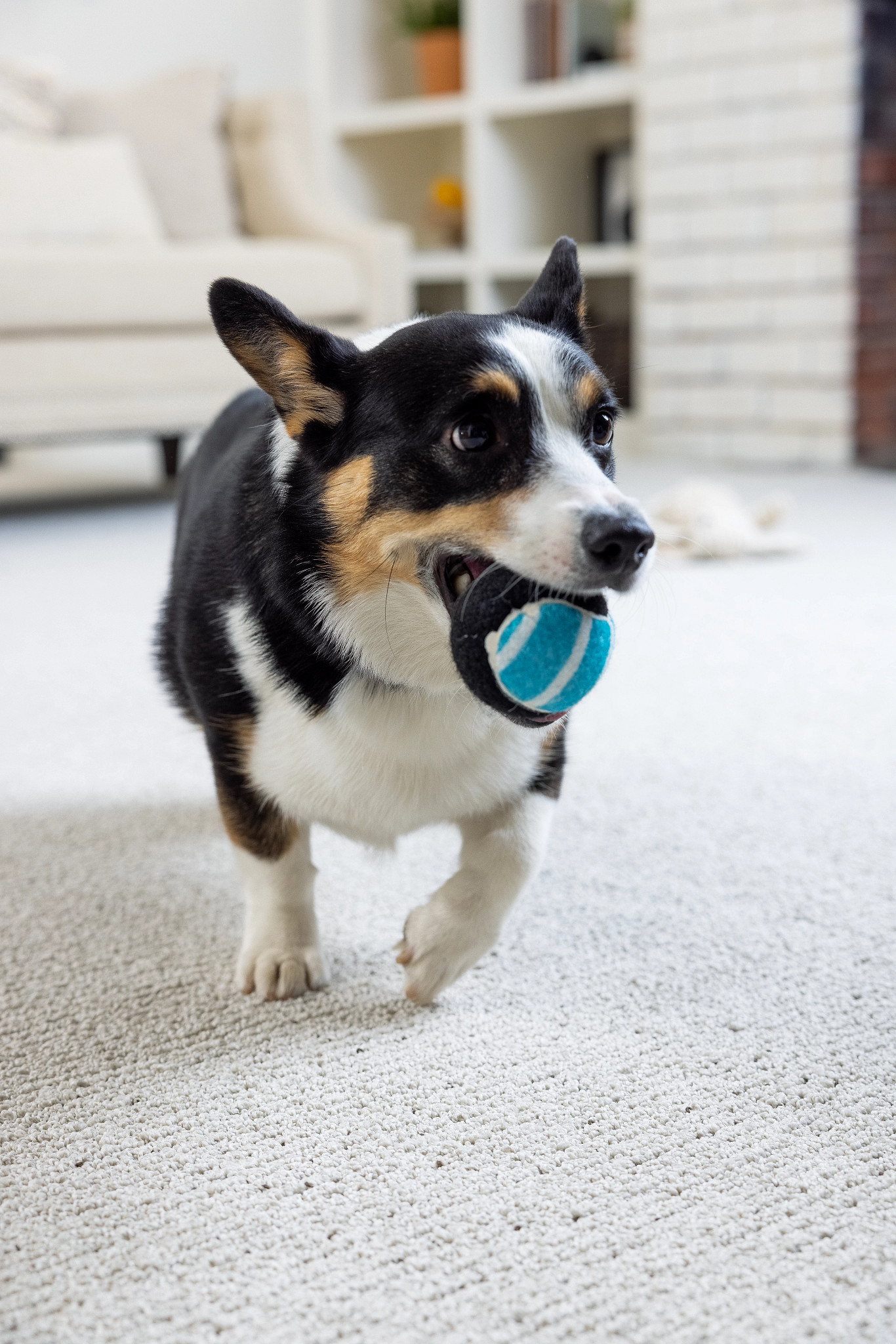 Shaw Floors Pet Perfect® carpet family living