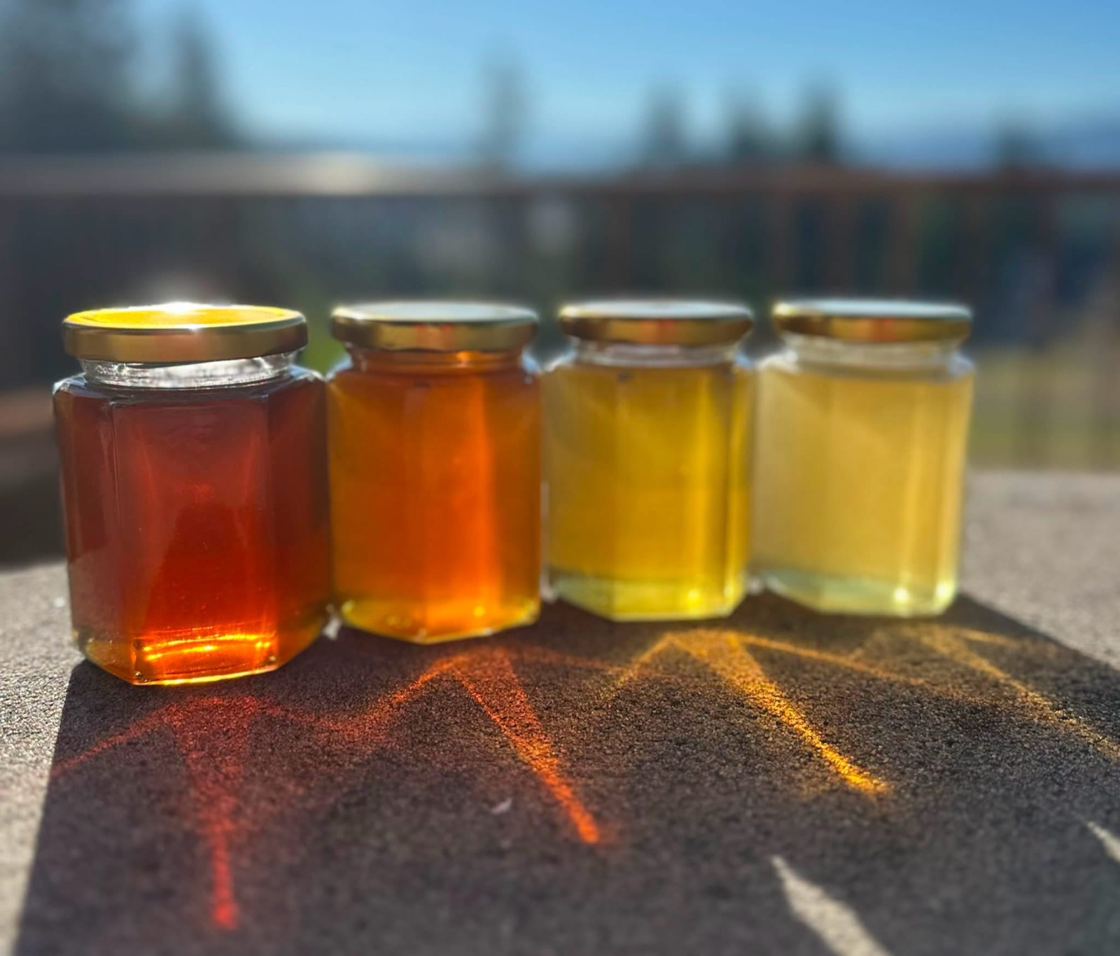 Four jars of single-hive raw honey glowing in the sun
