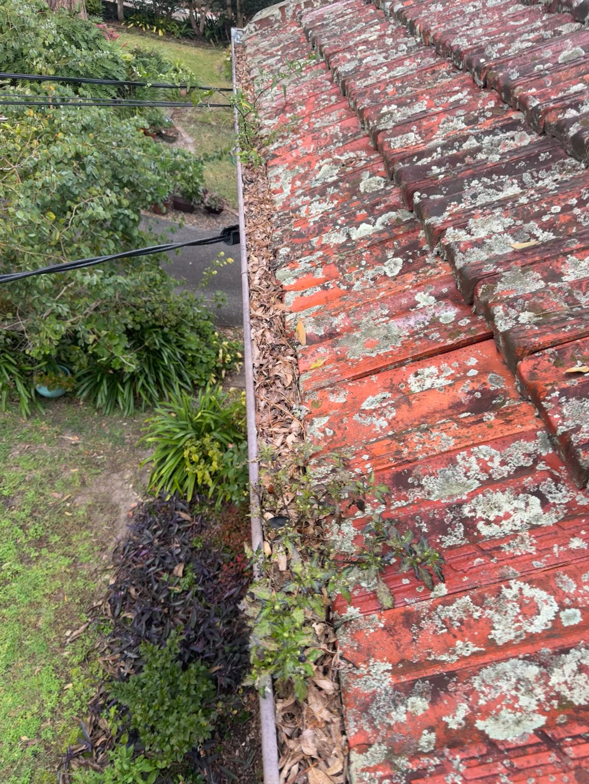Before: Gutter and Downpipe Cleaning
