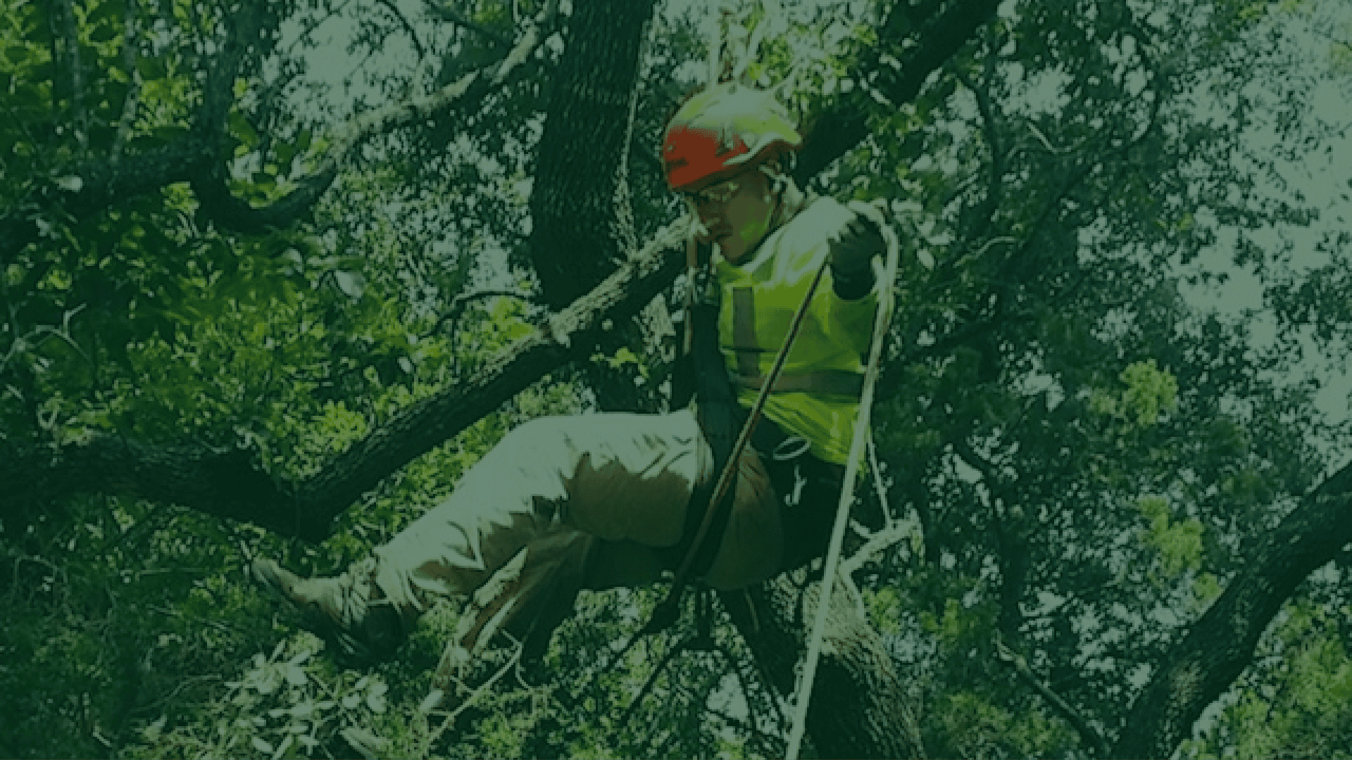 Lockhart​ Stump Grinding