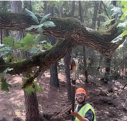 Trimming in Bastrop​