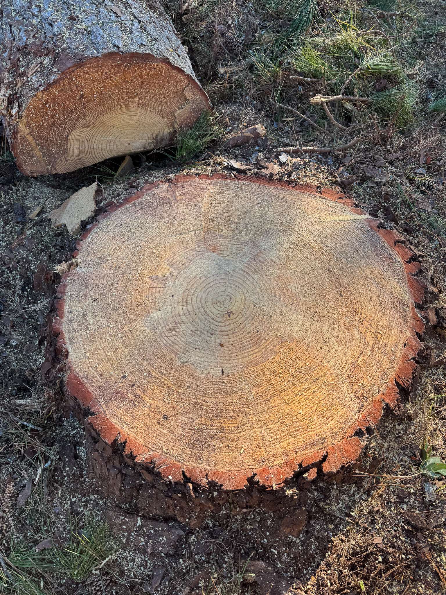 Stump grinding services