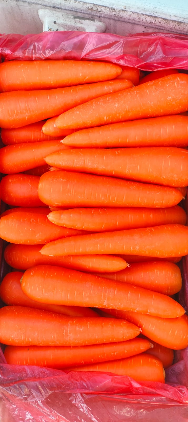 Carrot