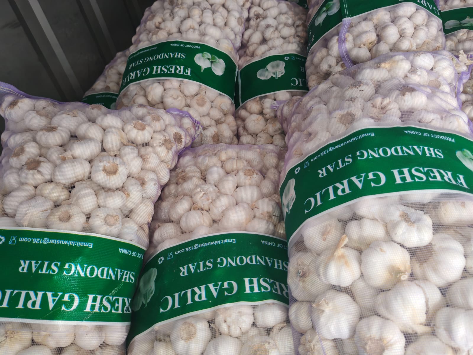 Garlic