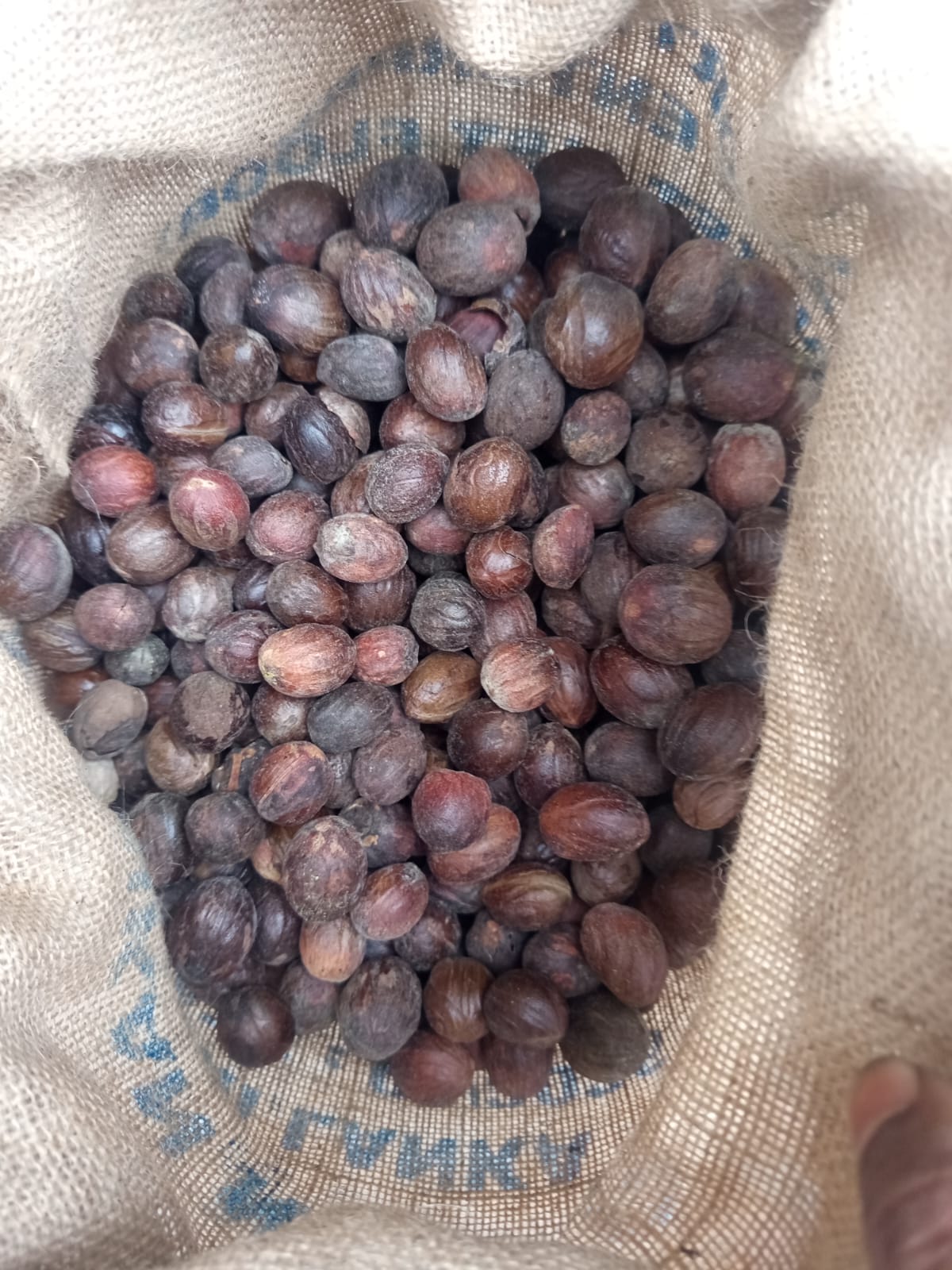 Nutmeg