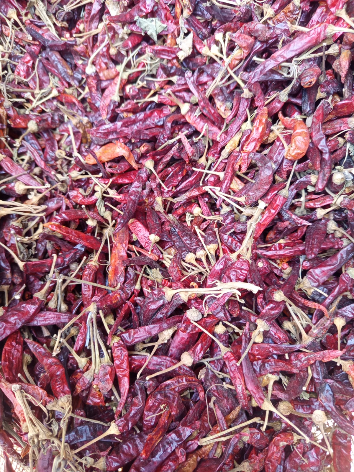 Red Chilli