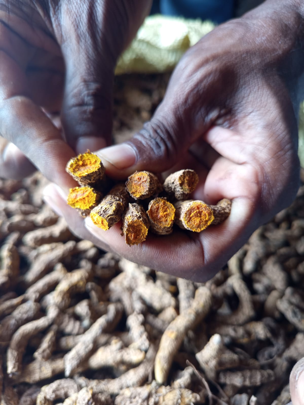 Turmeric