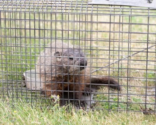  Humane Pest Removal