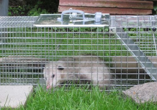  Humane Pest Removal