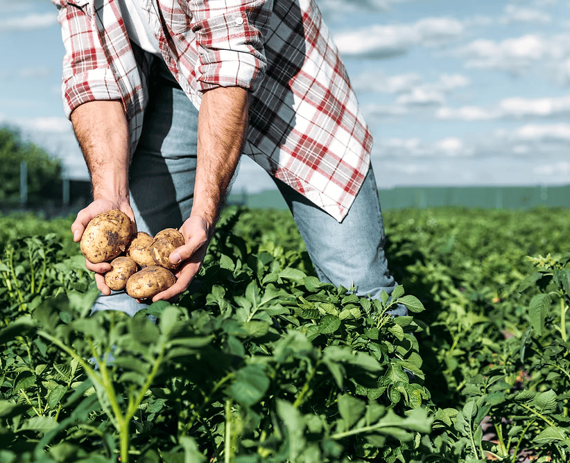 Agricultural worker harvesting potatoes in a field