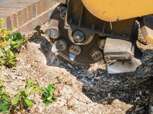 Large Stump Removal Wichita