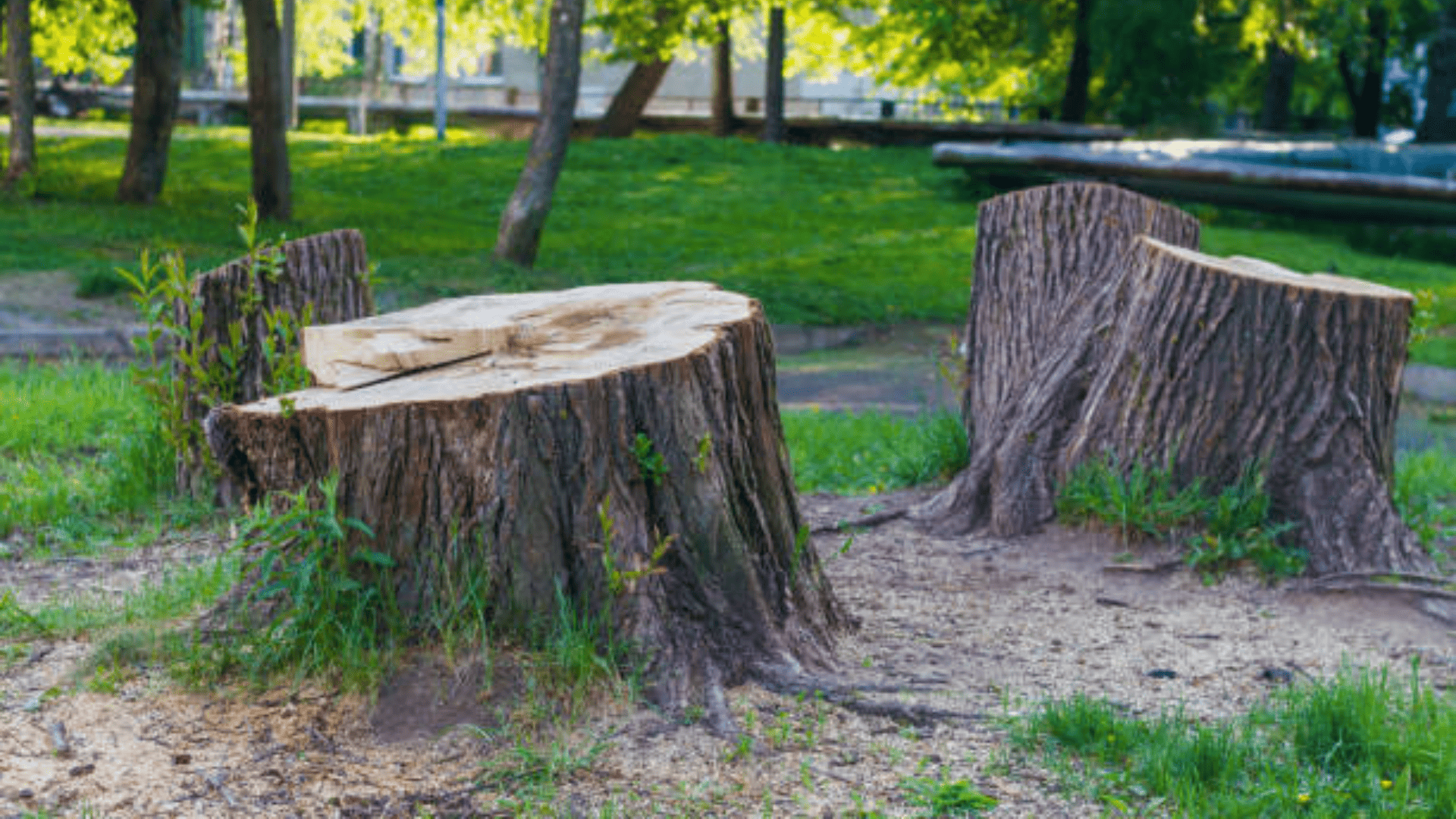 Wichita Multiple Stump Removal