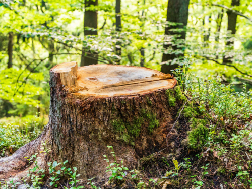 Stump Removal in Wichita