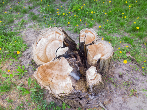Stump Removal Wichita