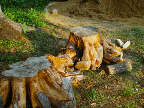 Multiple Stump Removal in Wichita