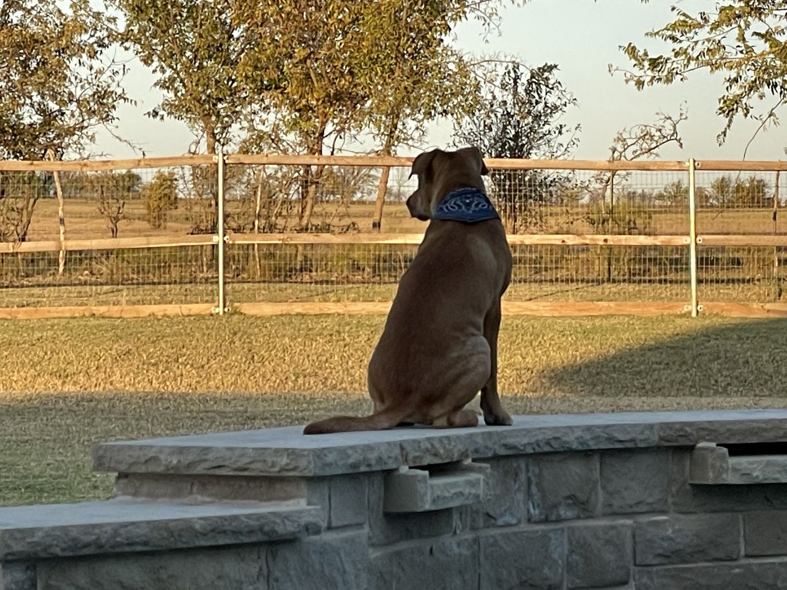 Rover sitting on the patio wall watching the field at sunset