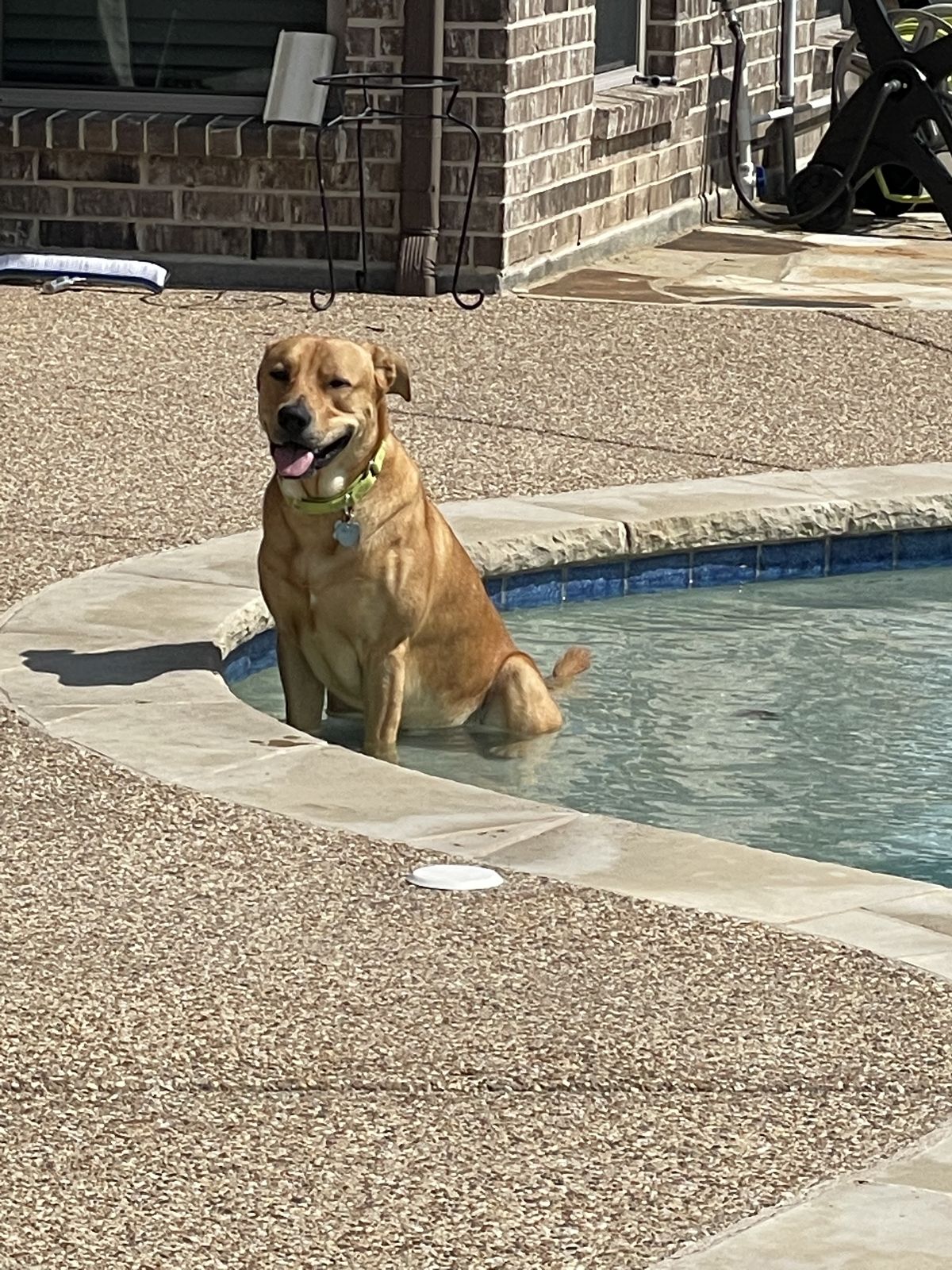Rover sitting on the pool steps