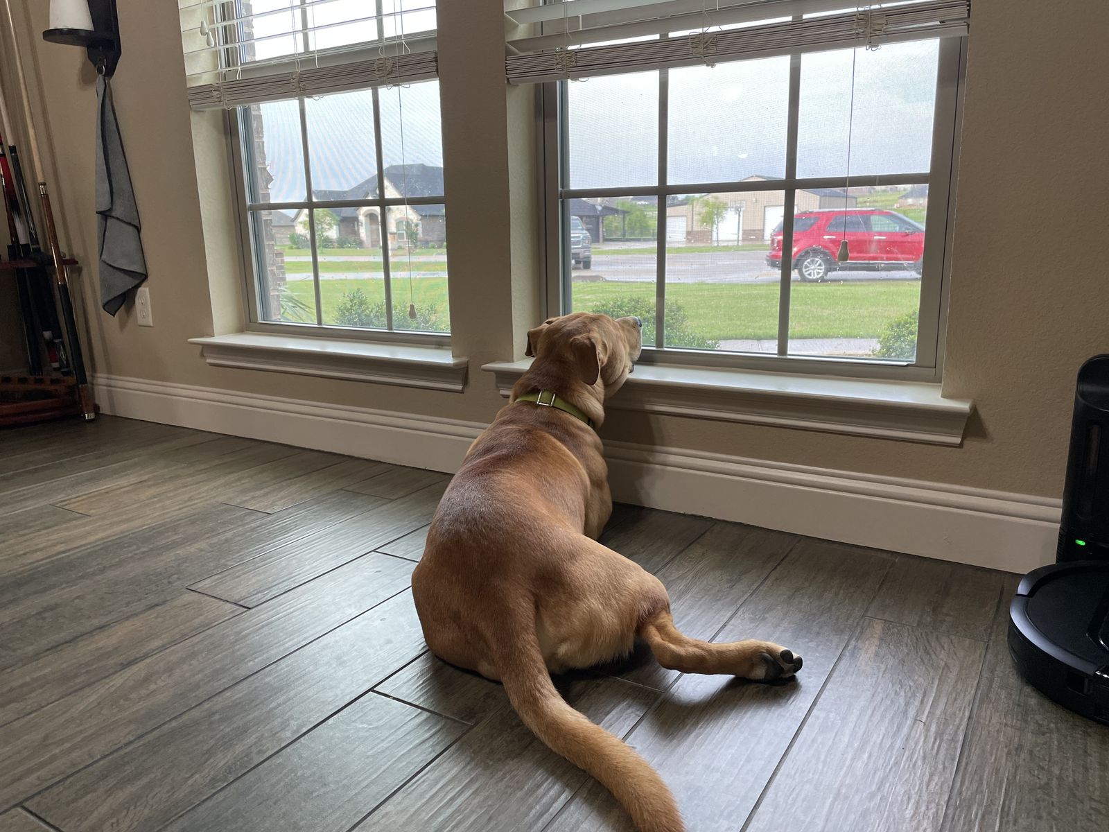 Rover lying on the floor gazing out the window