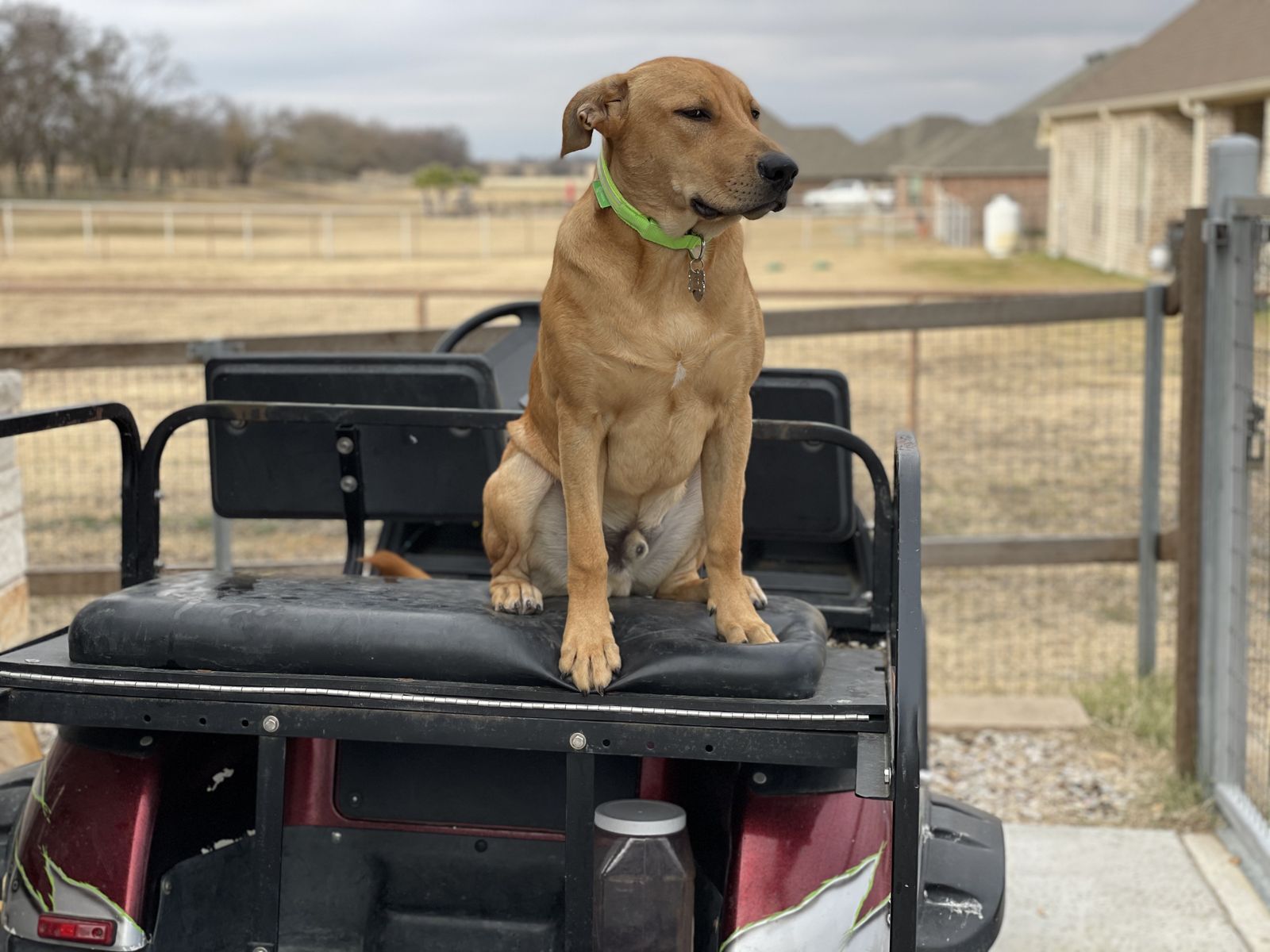 Rover sitting up on the back seat of a cart by the fence
